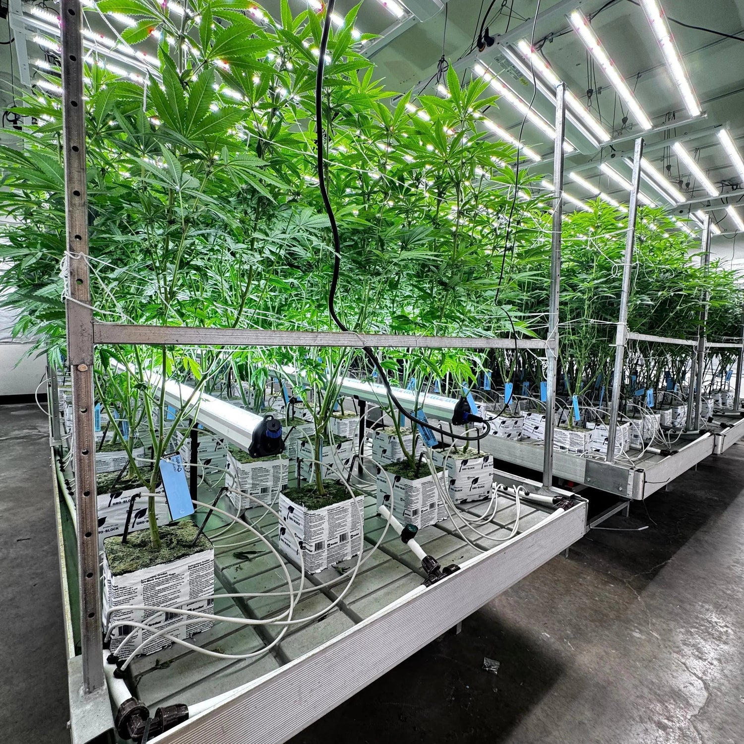 Under Canopy LED Grow Lights