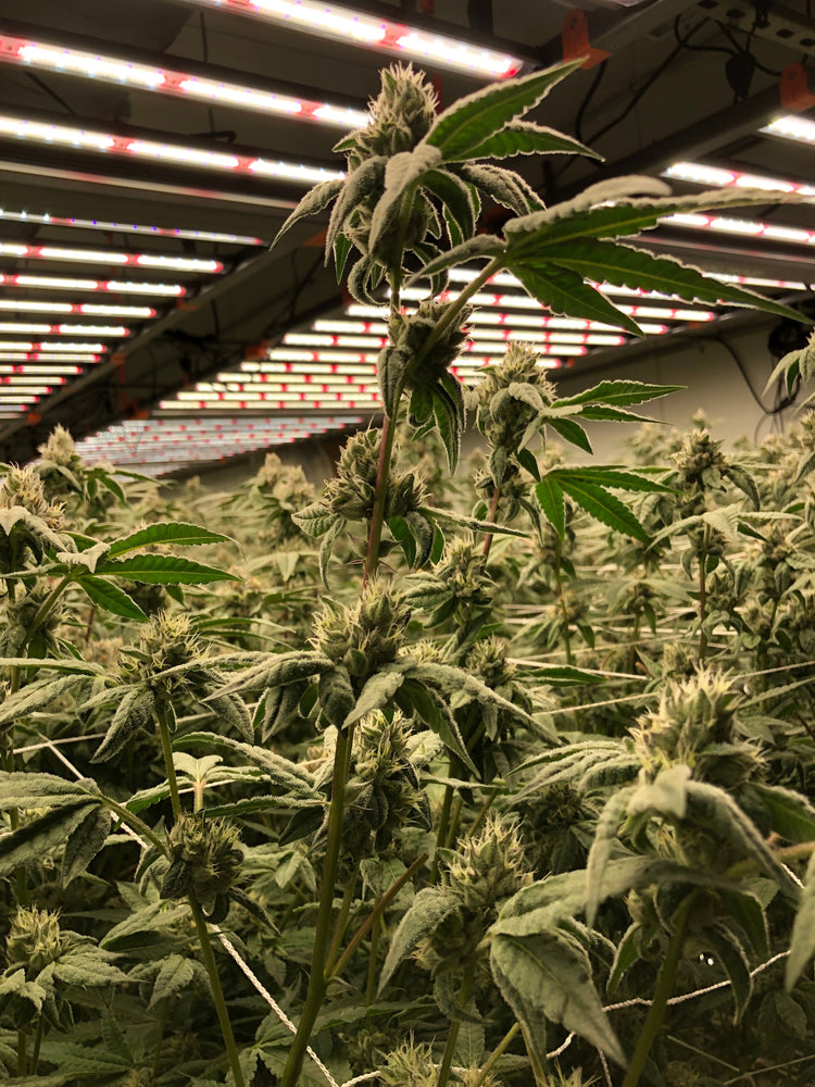 LED Grow Lights Dual Channels