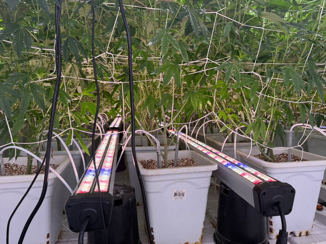 Maximizing Yield with Under-Canopy Lighting: A Scientific Approach to Lower Canopy Optimization