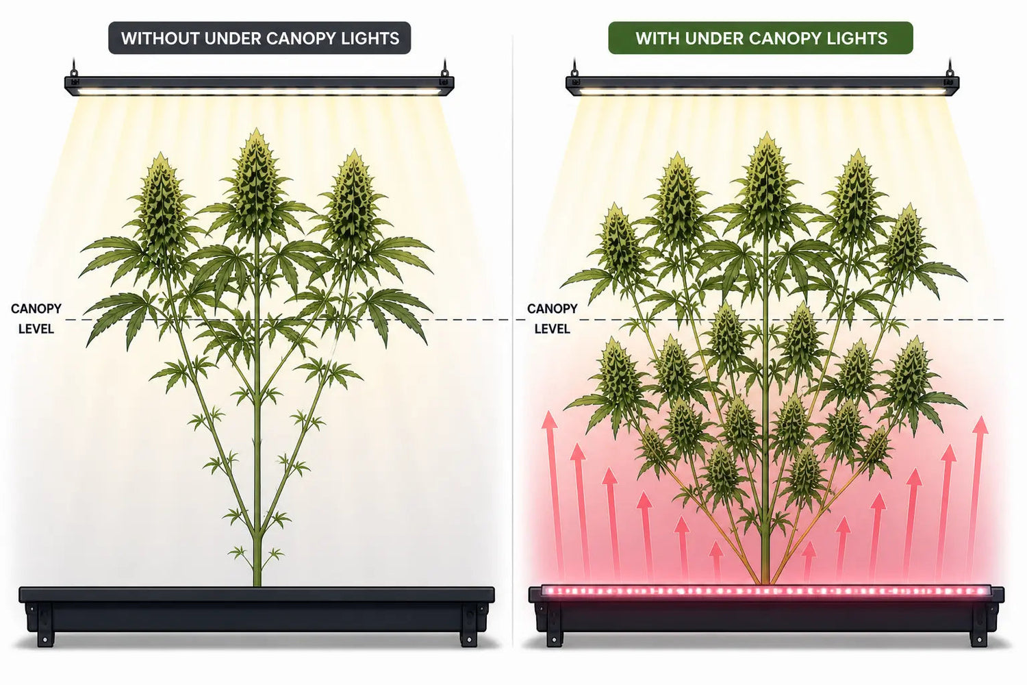 Multi-Layer Grow Lighting: Why Under Canopy Is Next