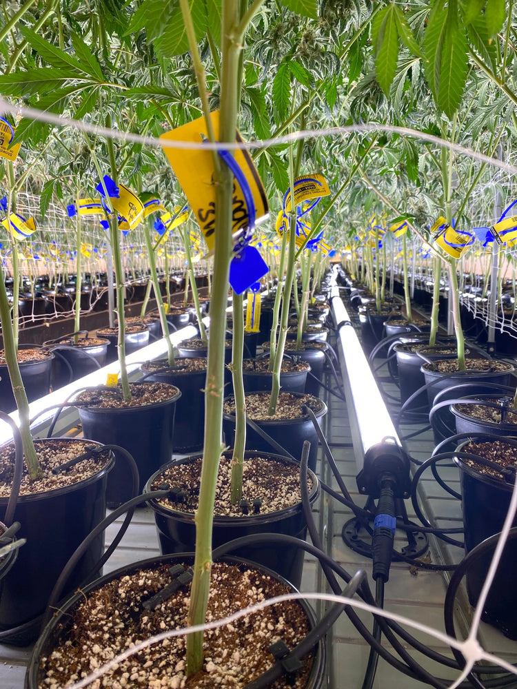 Under Canopy Lights Single Channel