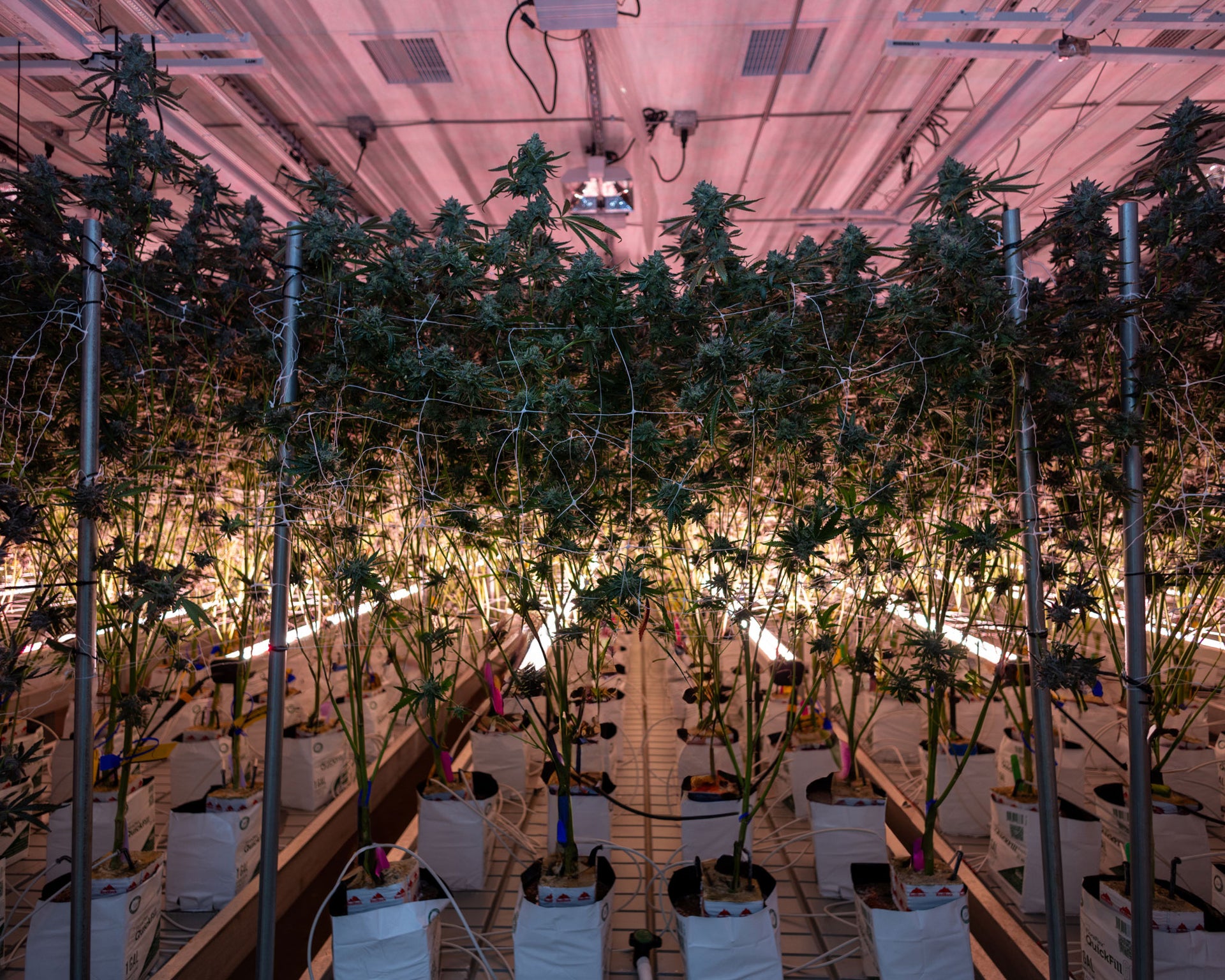 Under Canopy Lights