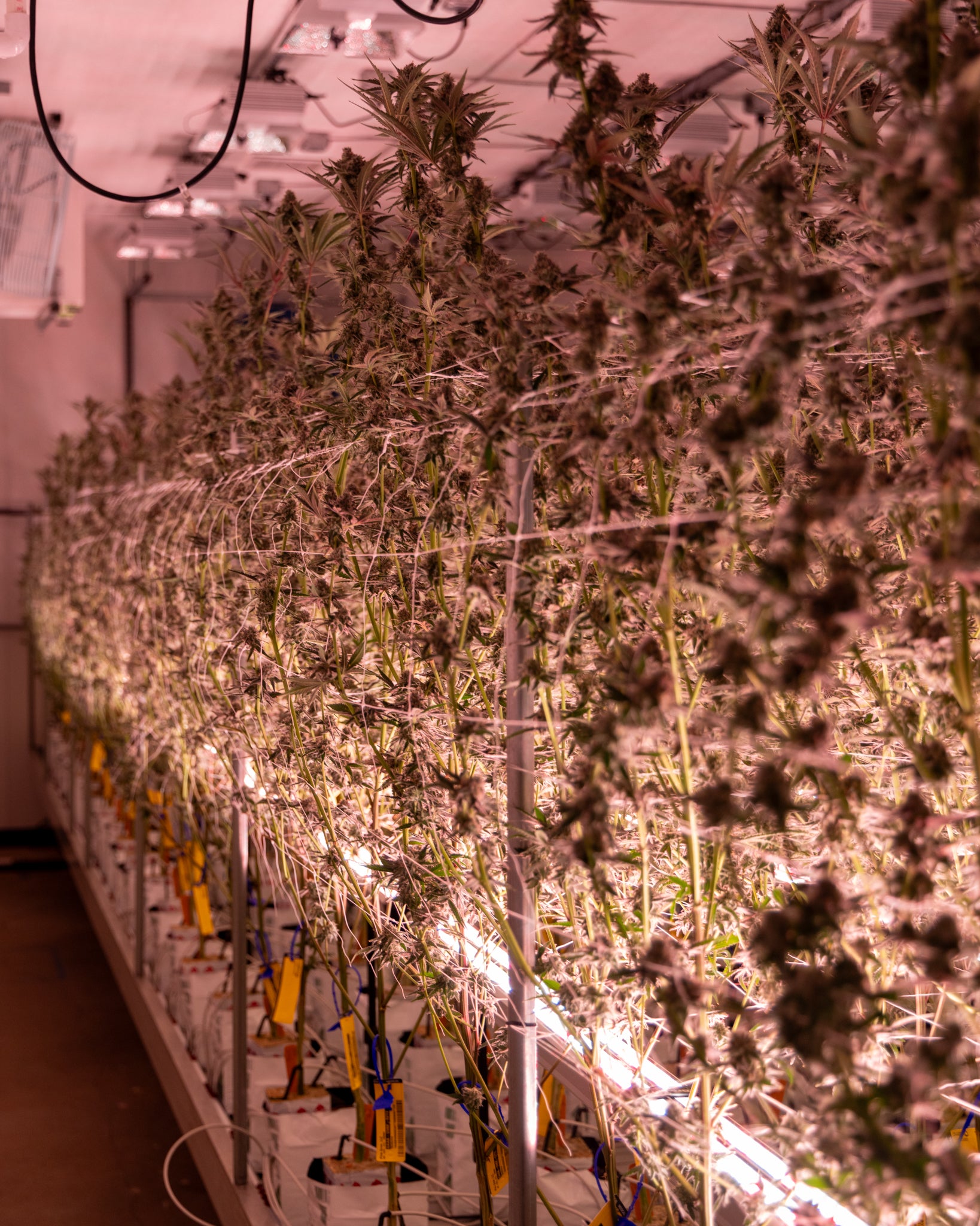 Under Canopy Grow Light LED
