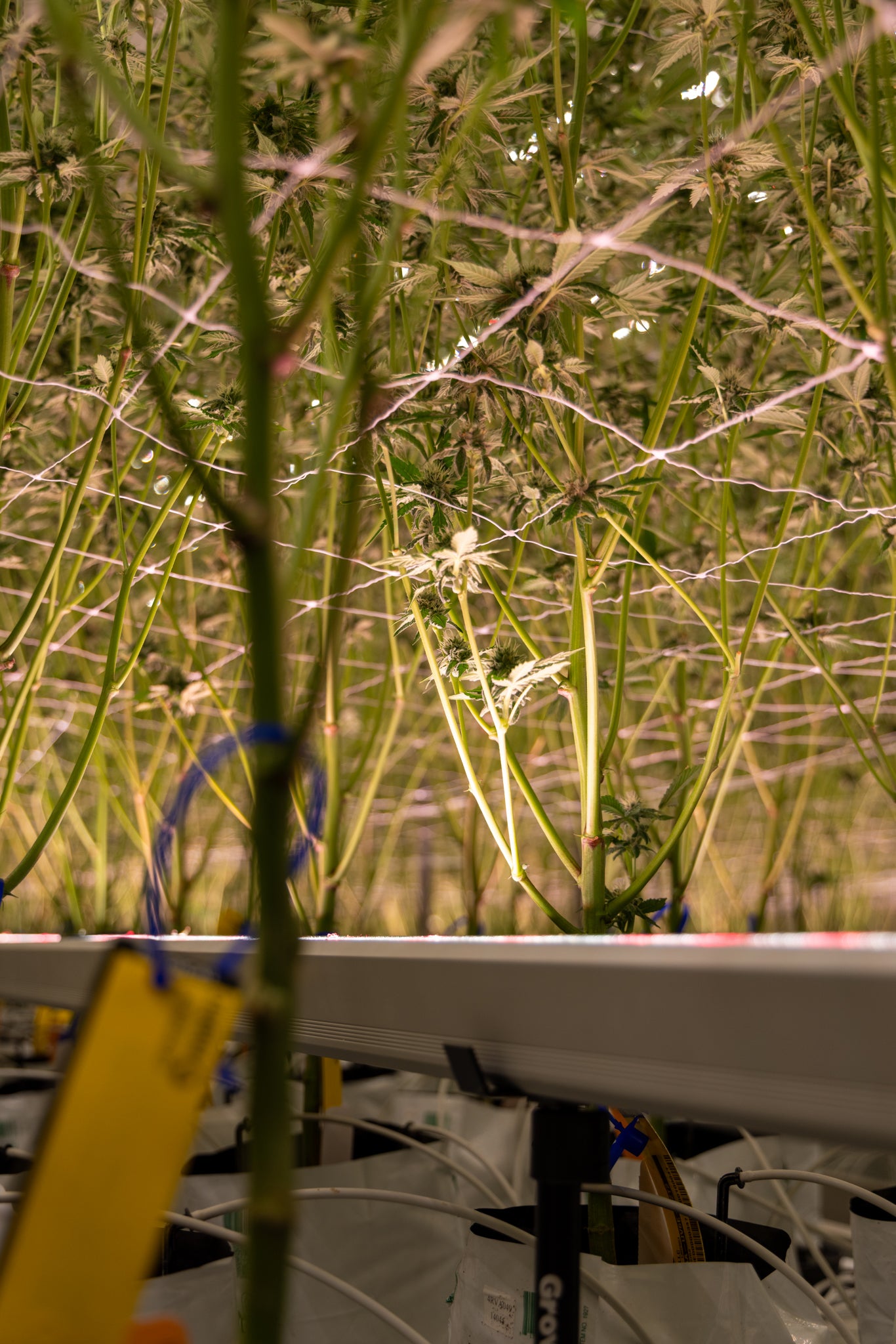 Under Canopy LED Grow Light