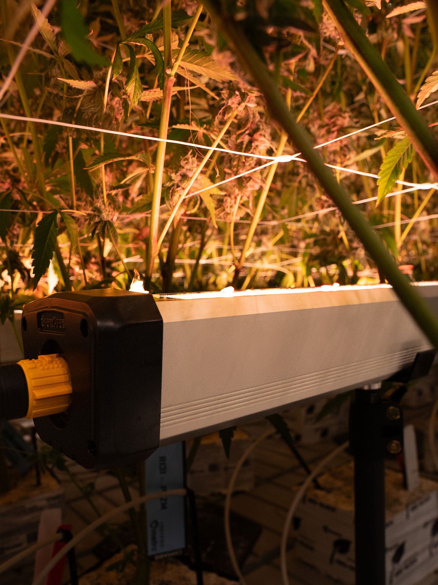 Under Canopy Grow Light