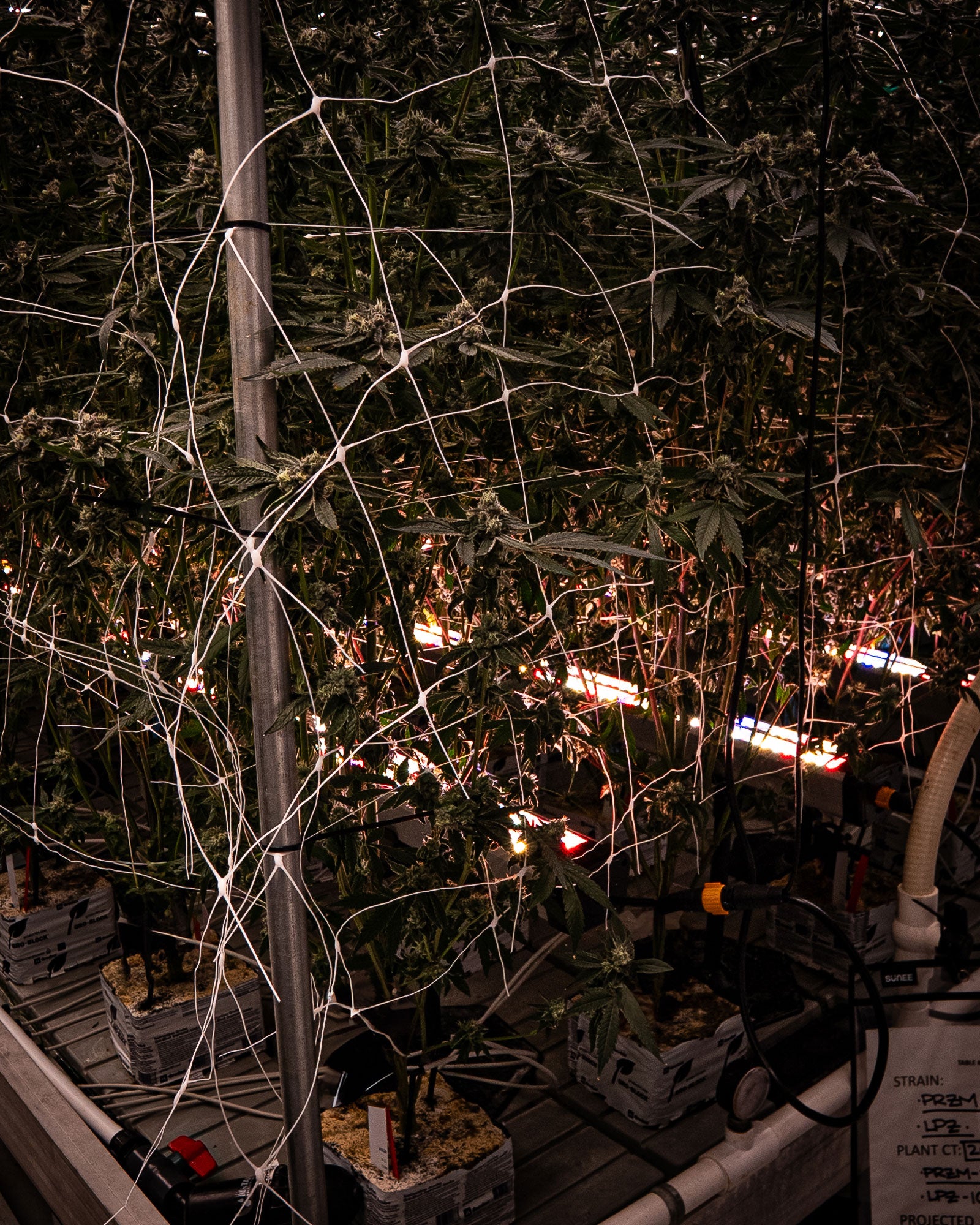 Under Canopy Lights