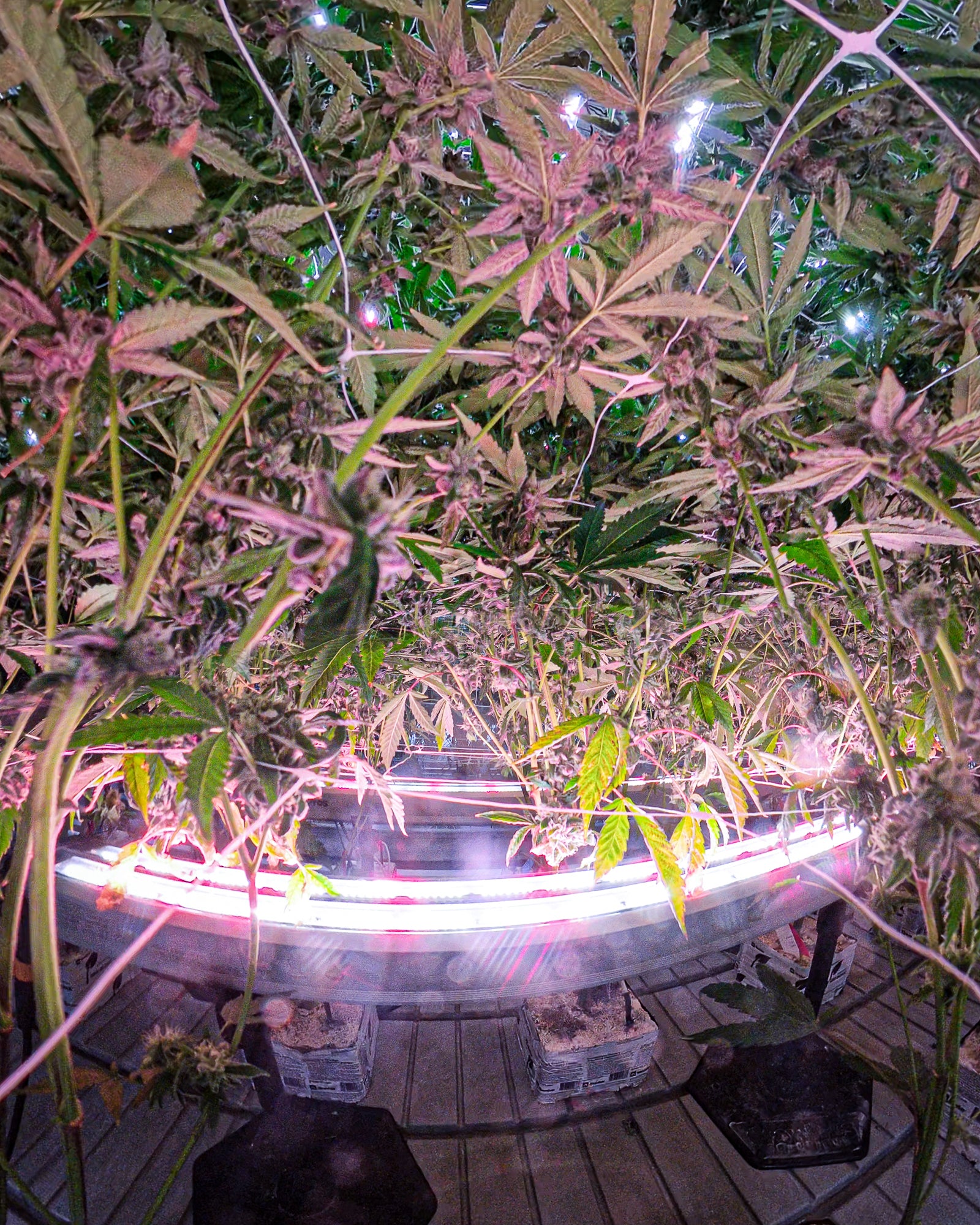 Under Canopy Lights
