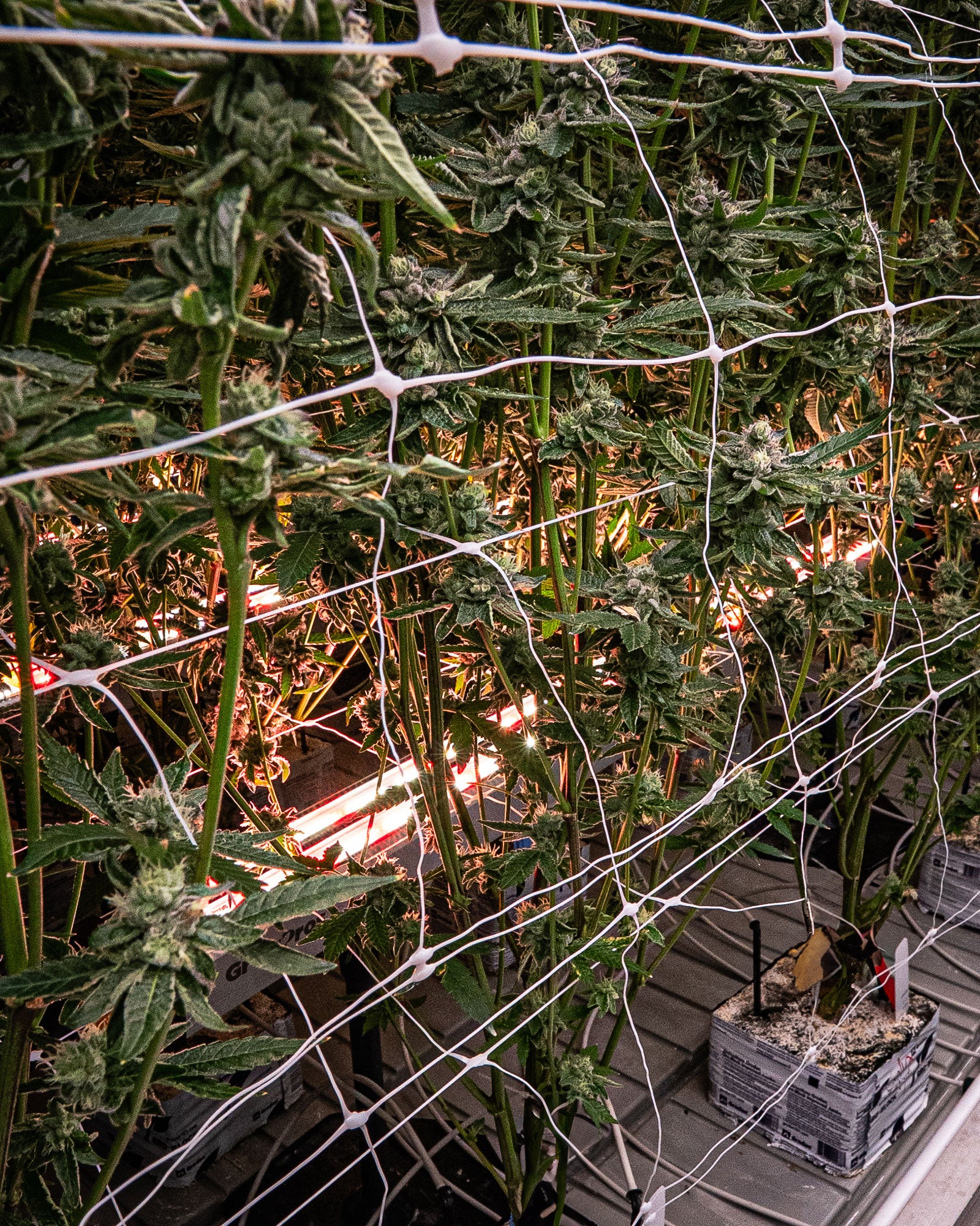 Under Canopy Light