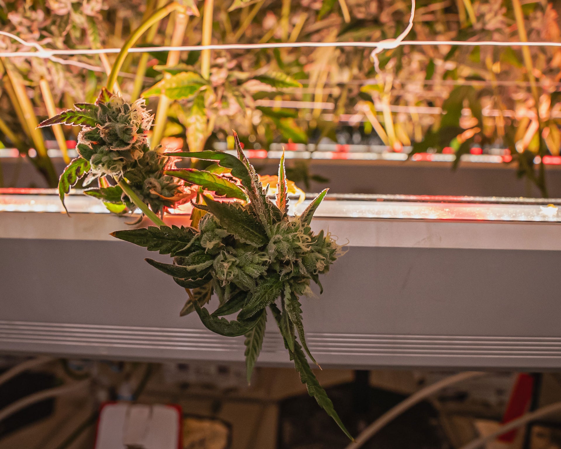 Under Canopy Grow Light