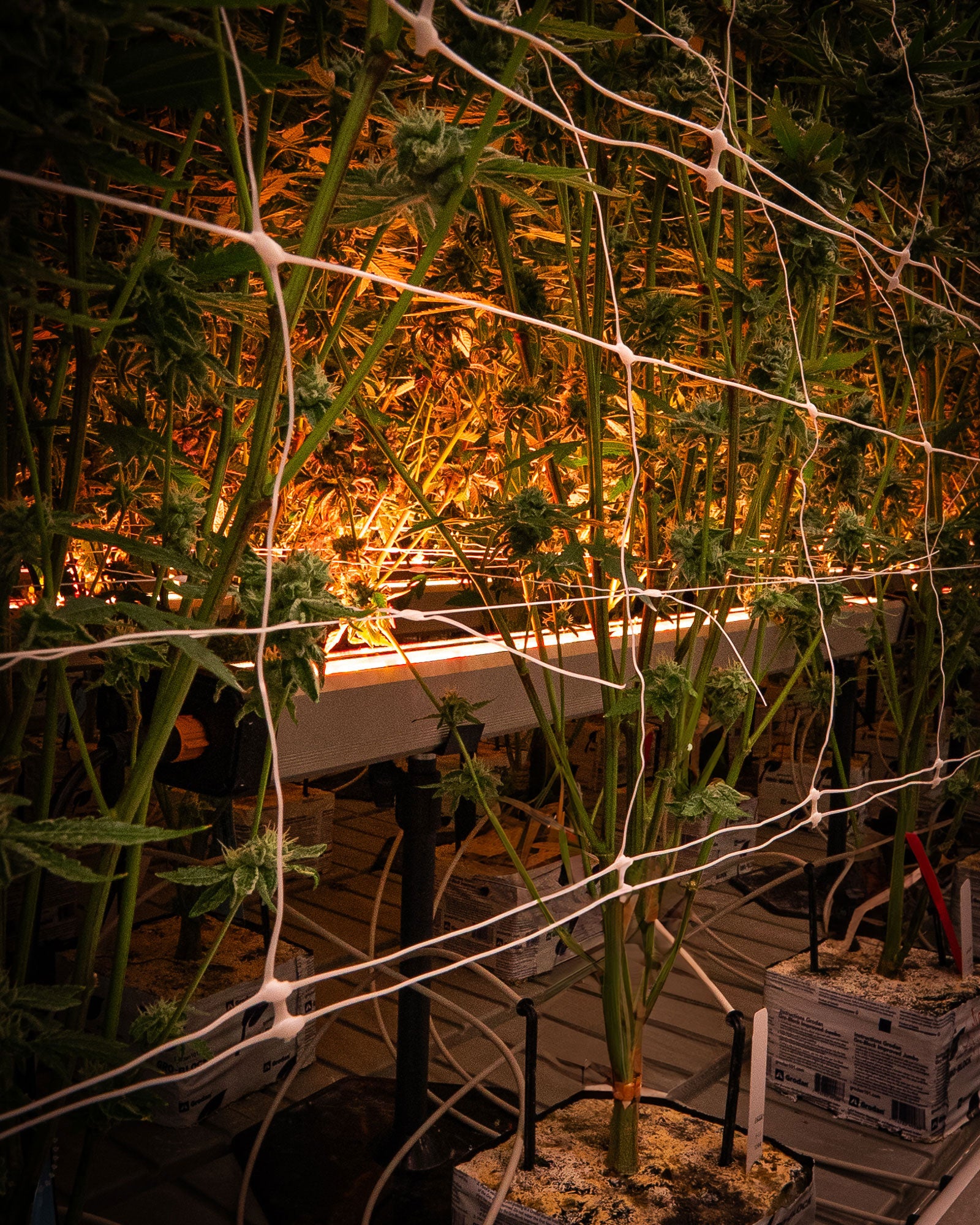 Under Canopy Light