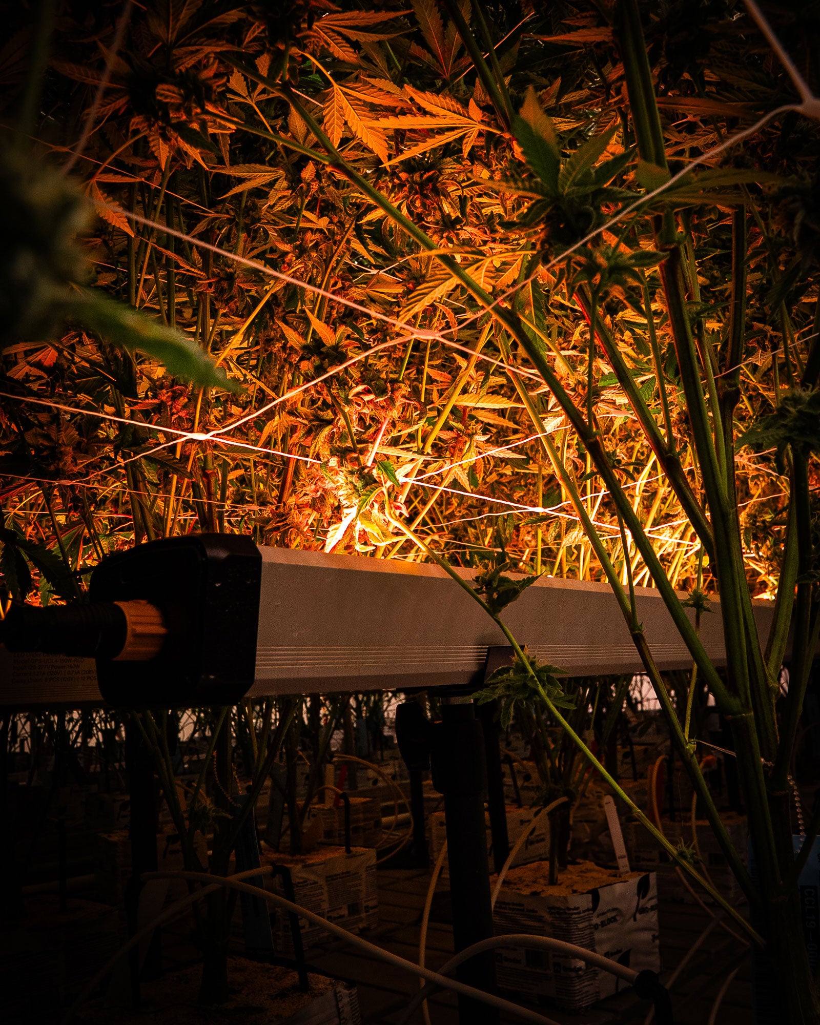 Under Canopy Light