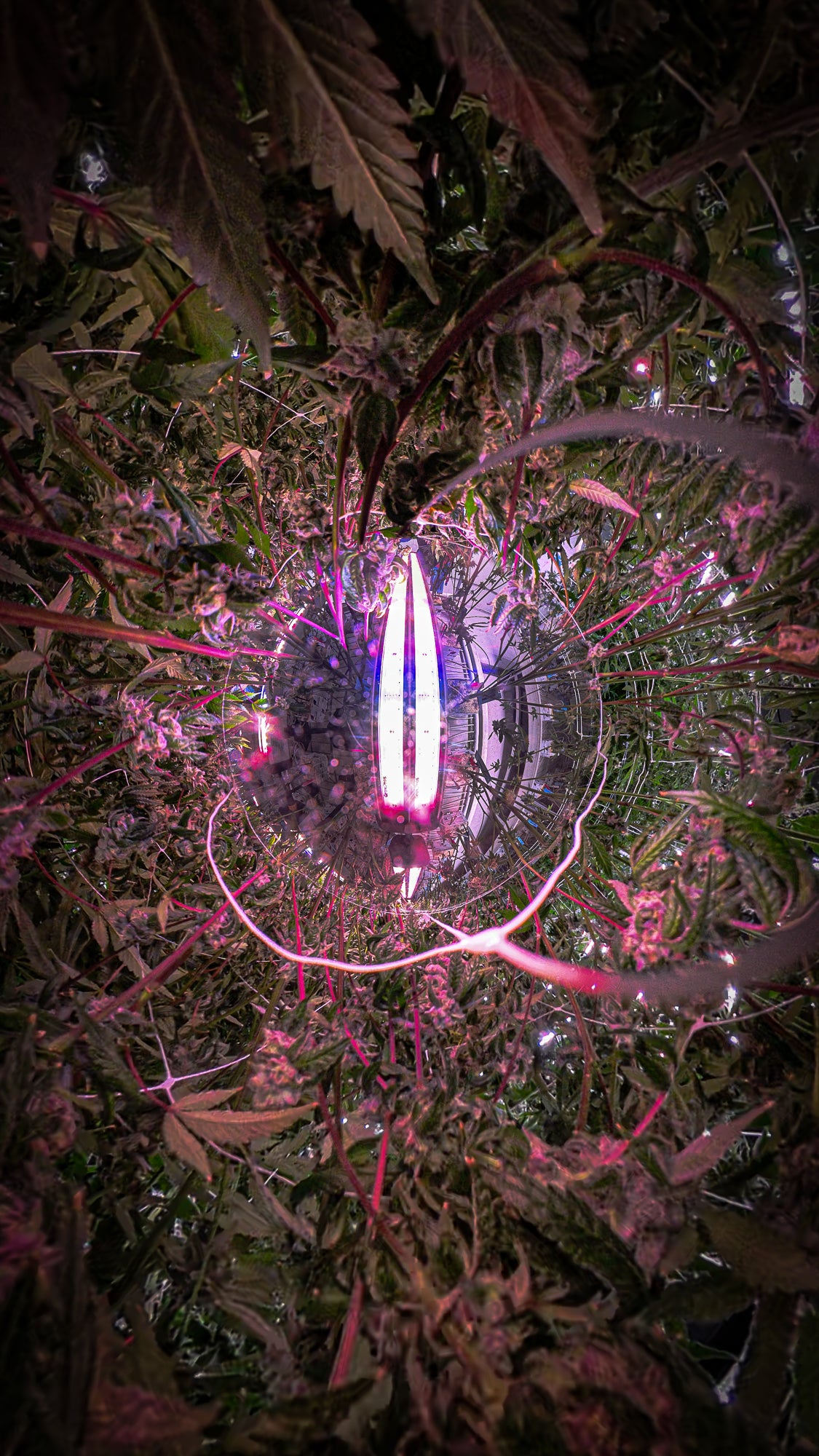Under Canopy Grow Light