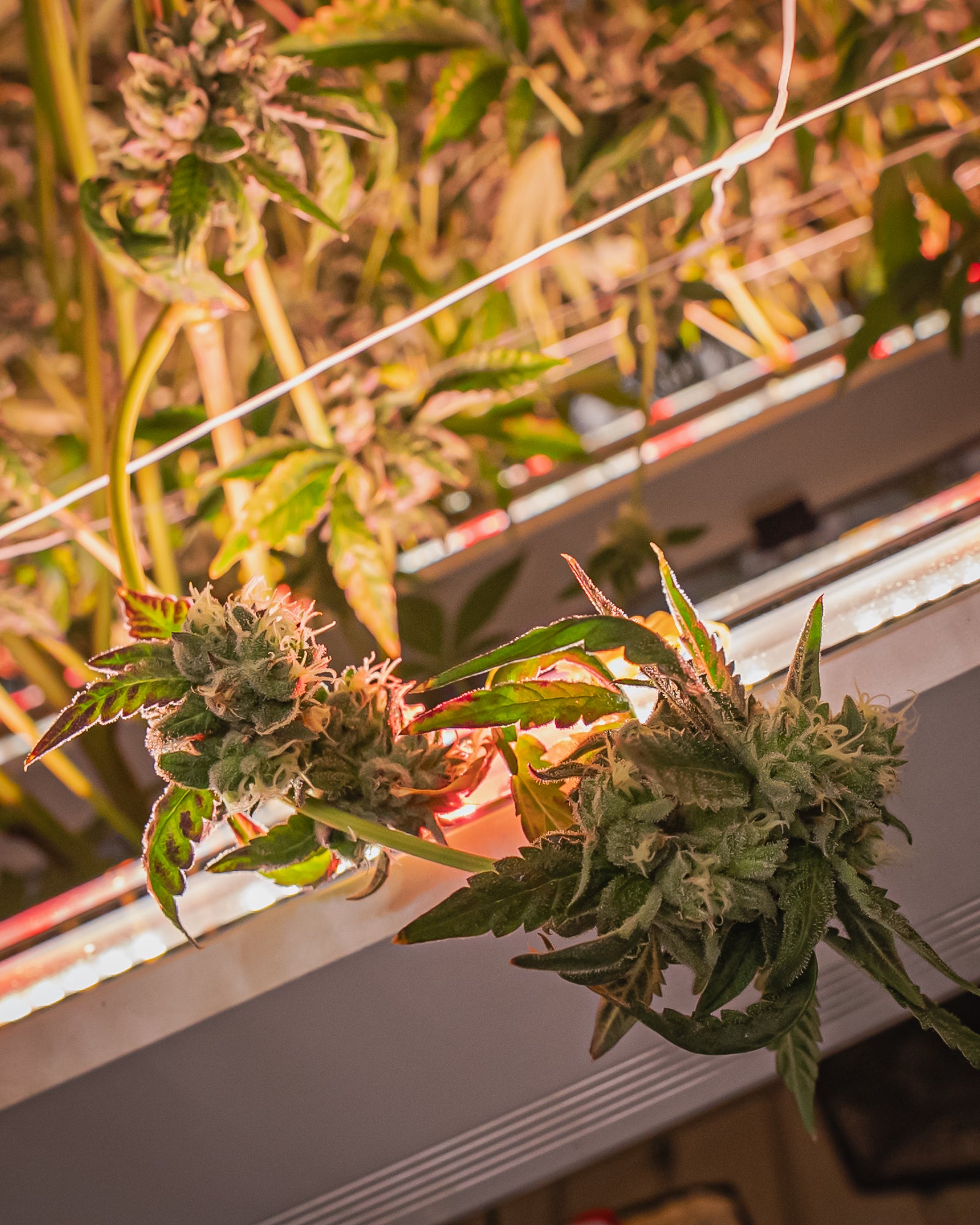 Under Canopy Grow Light