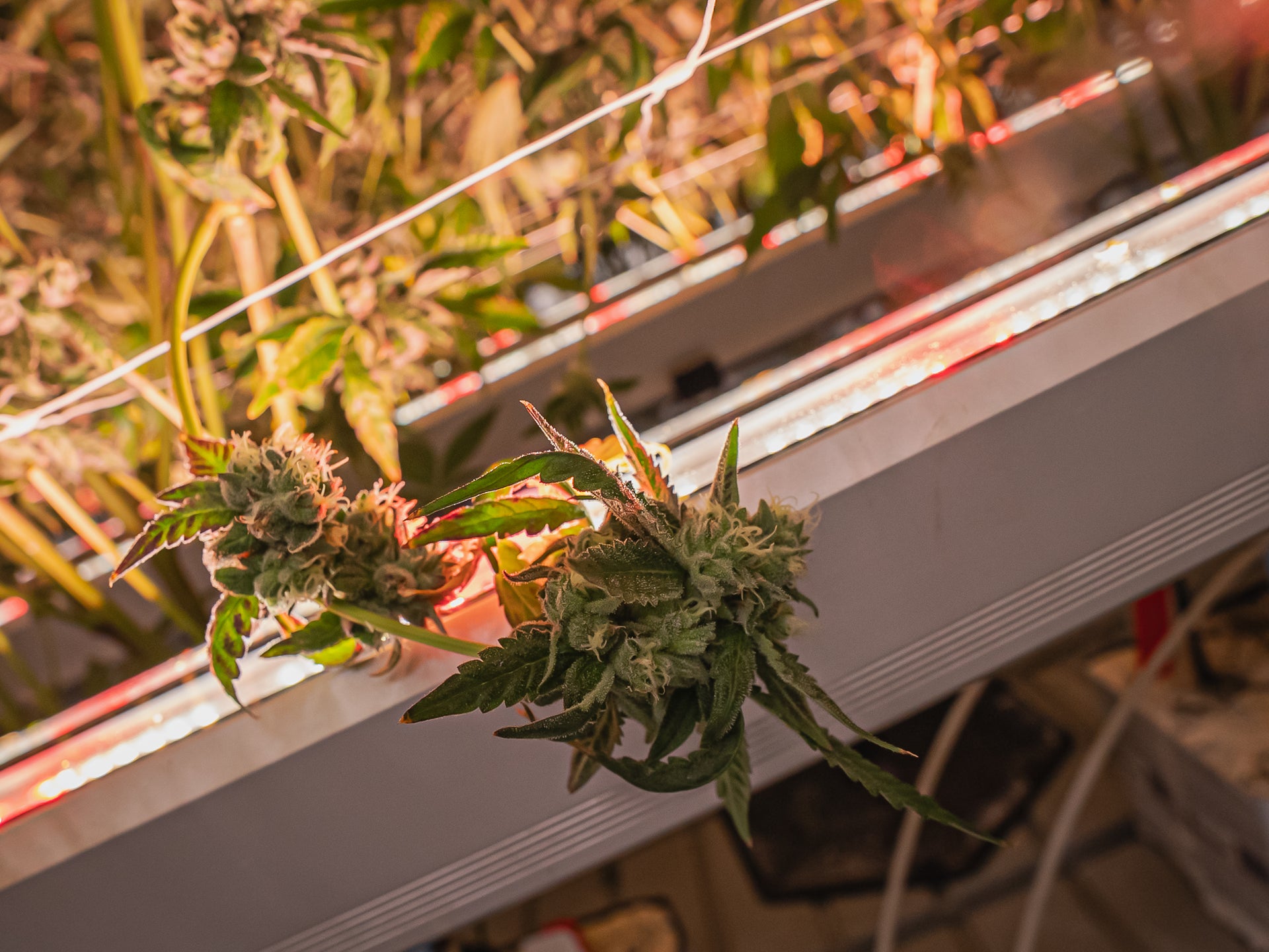 Under Canopy Grow Light