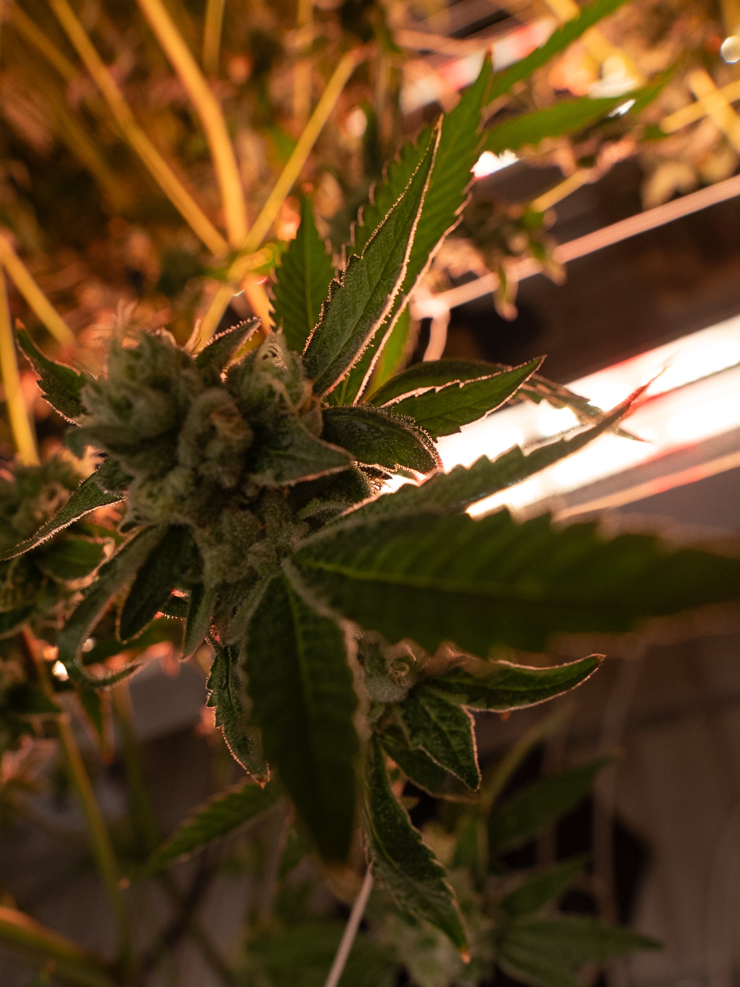 Under Canopy Grow Light