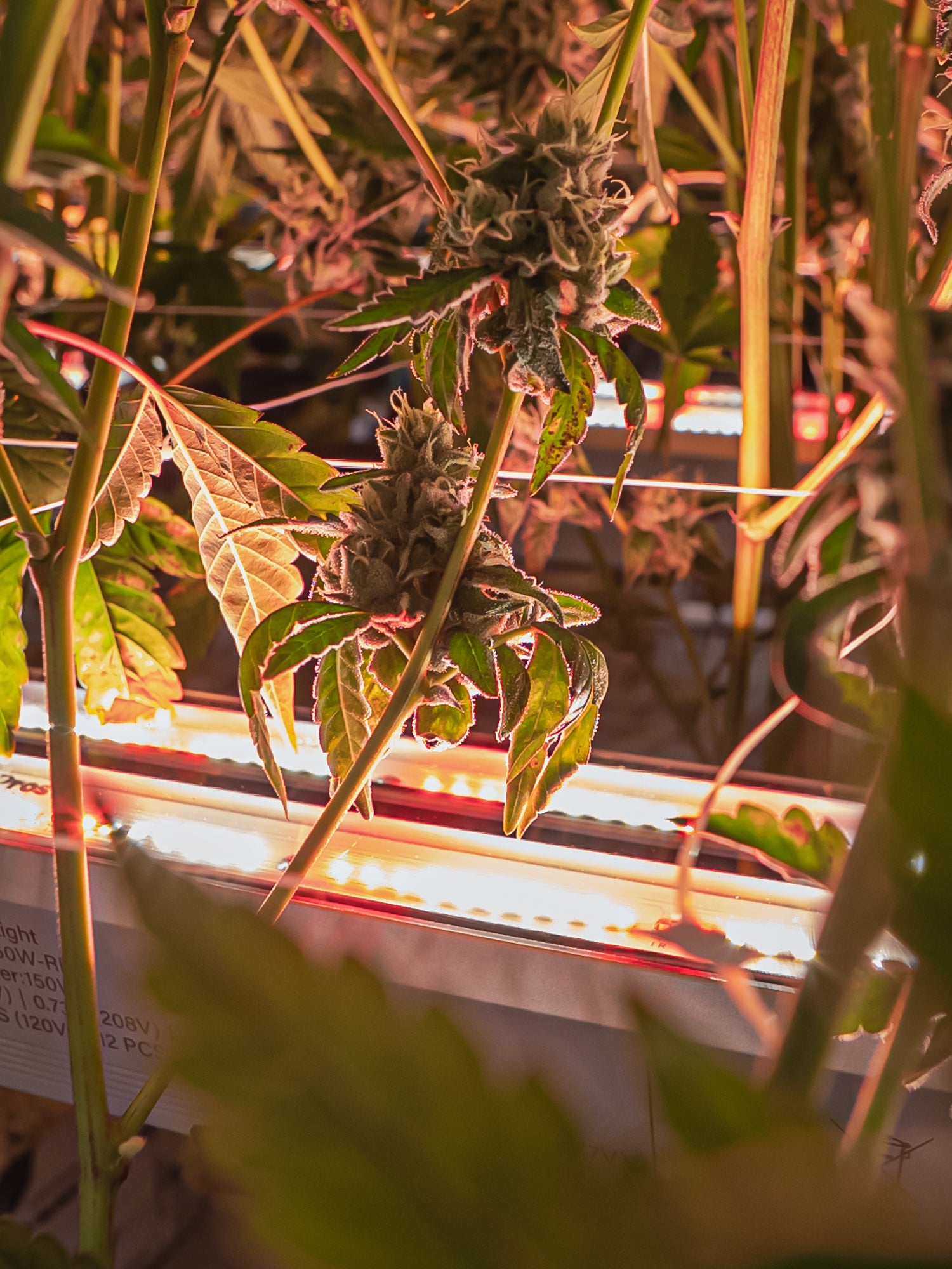 Under Canopy Grow Light