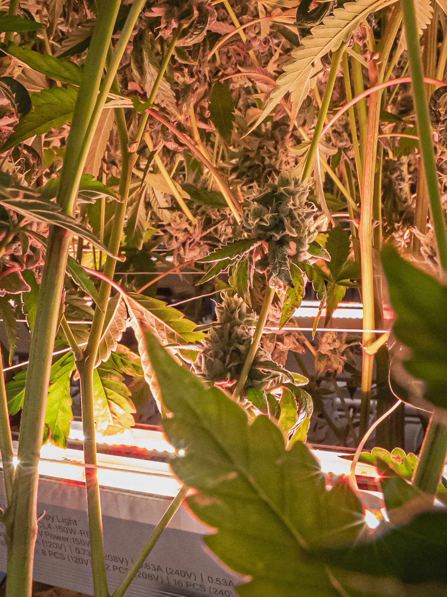 Under Canopy Lights