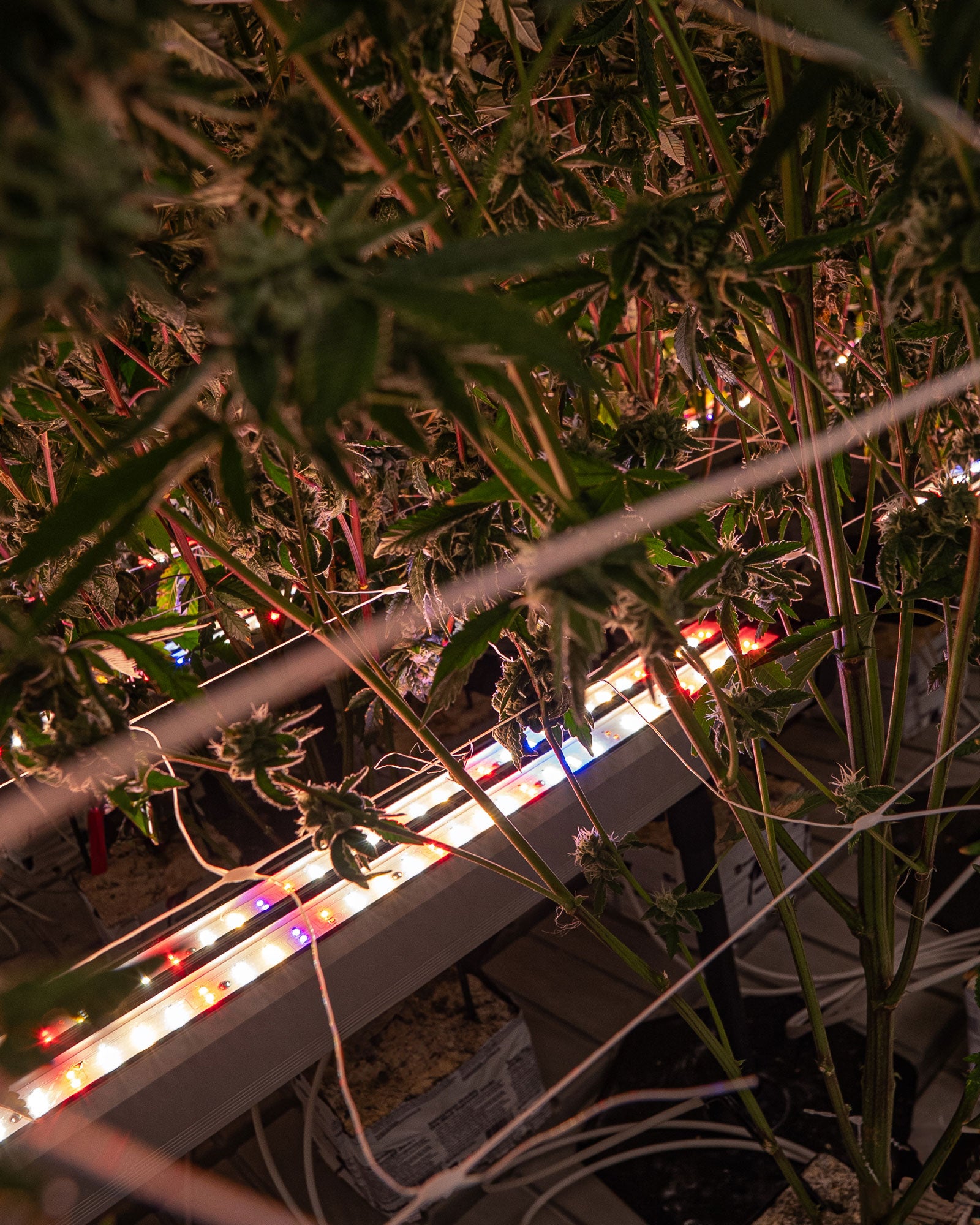 Under Canopy Grow Light