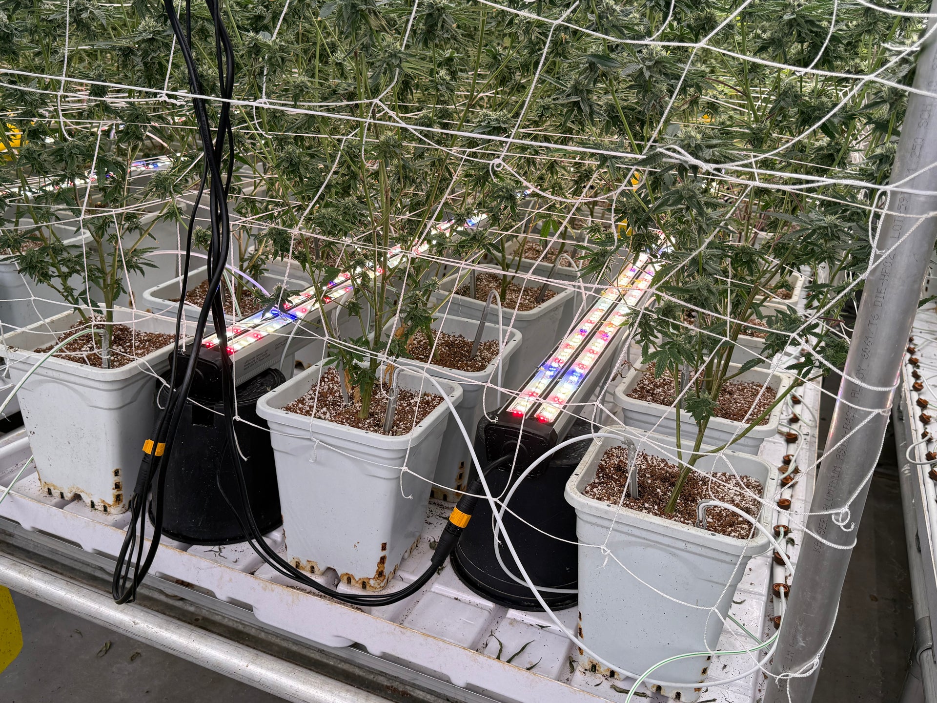 Under Canopy Grow Light