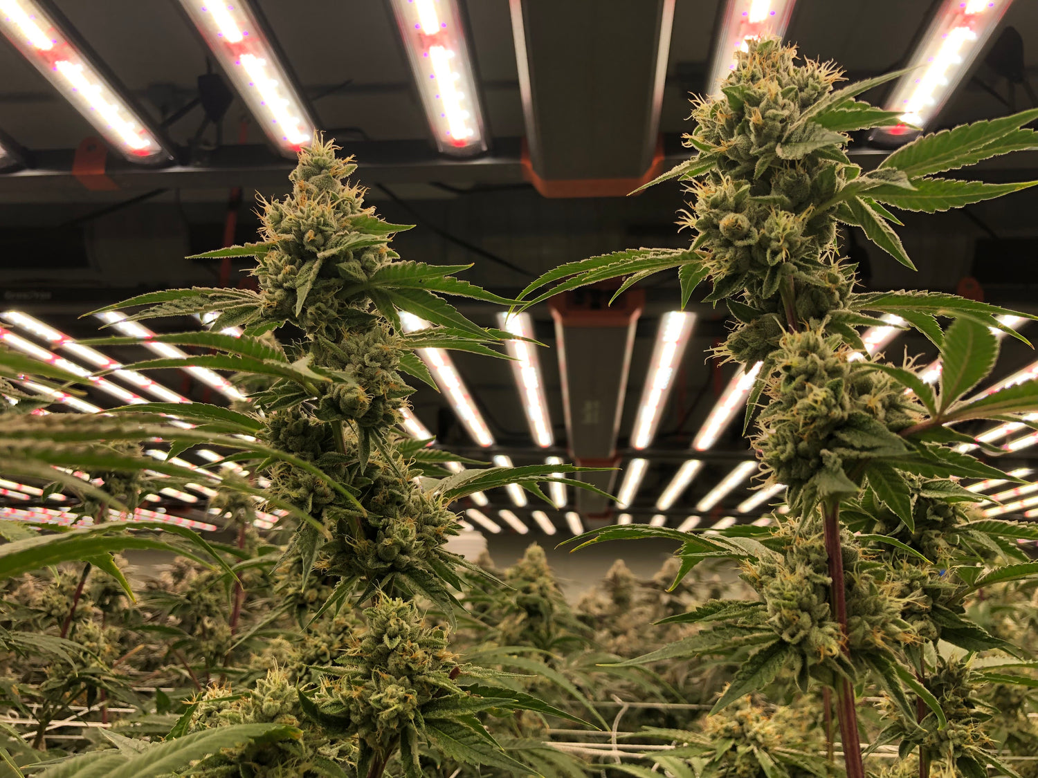 UnderCanopy Grow Lights