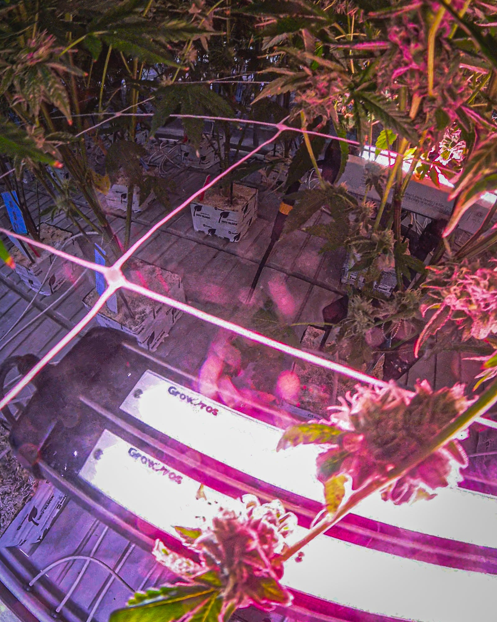 Under Canopy Lights