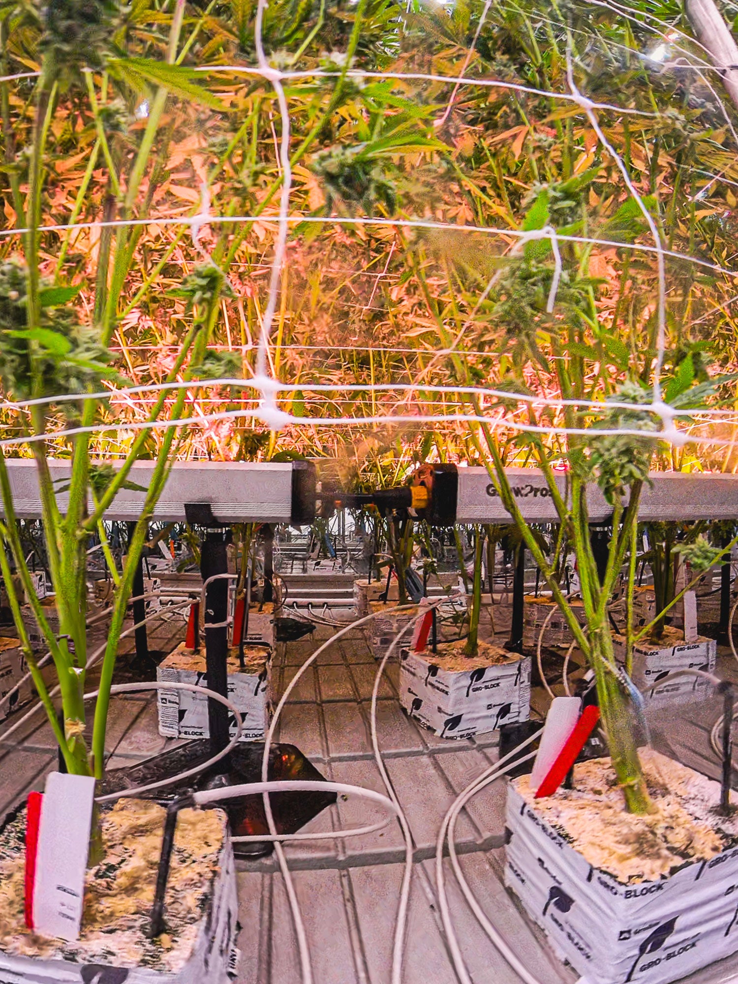Under Canopy Light