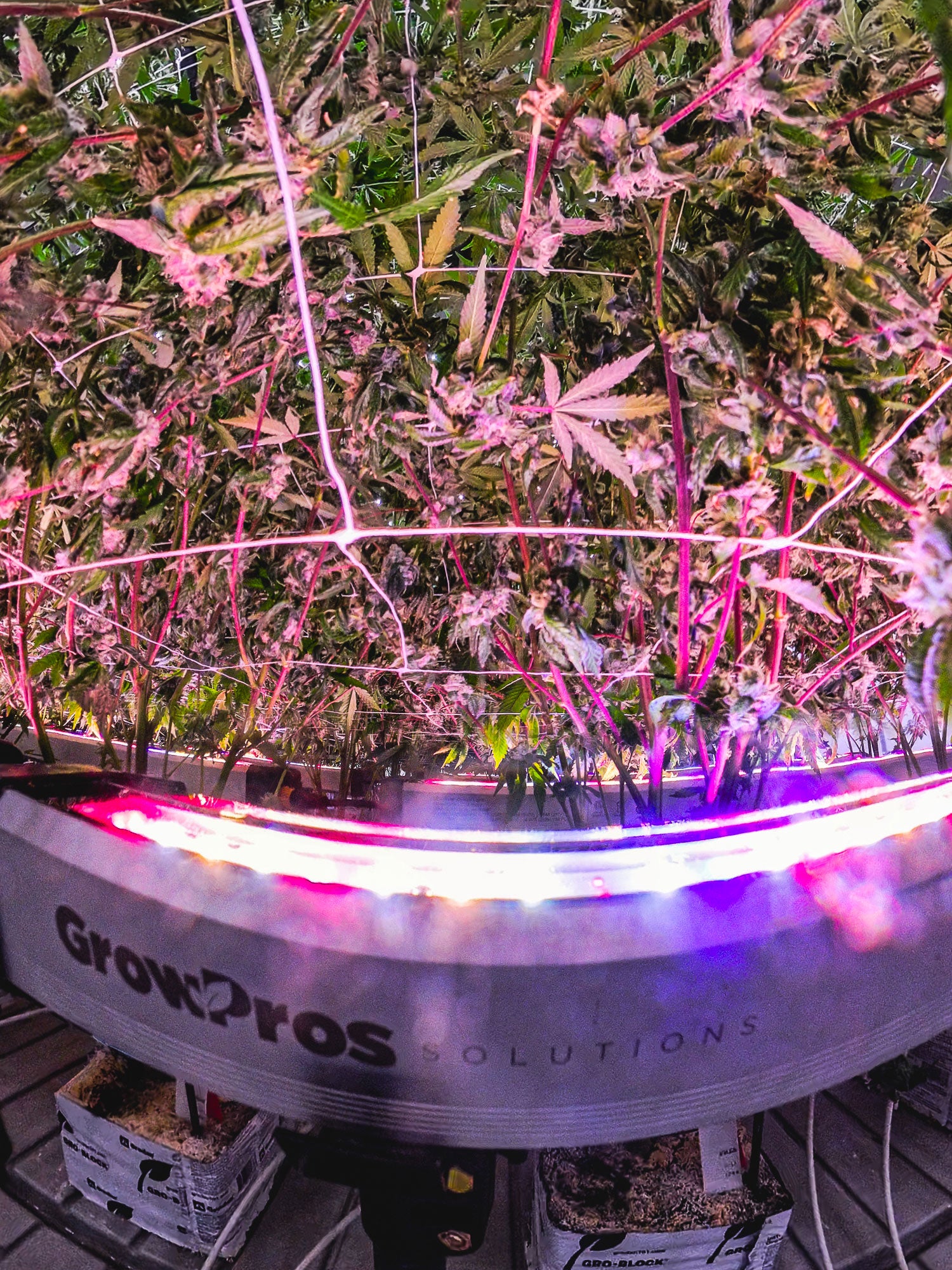 Under Canopy Light