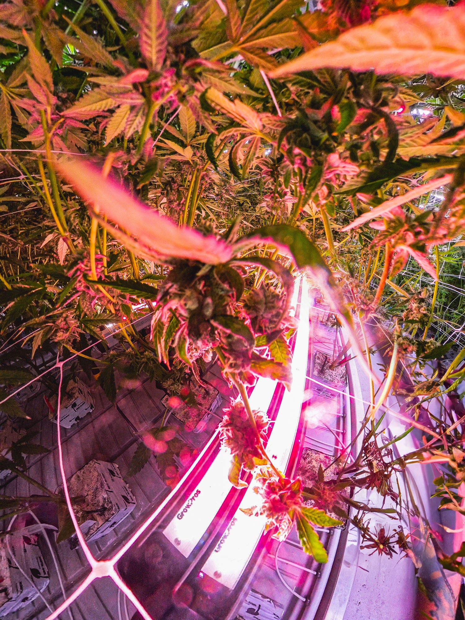 Under Canopy Lights