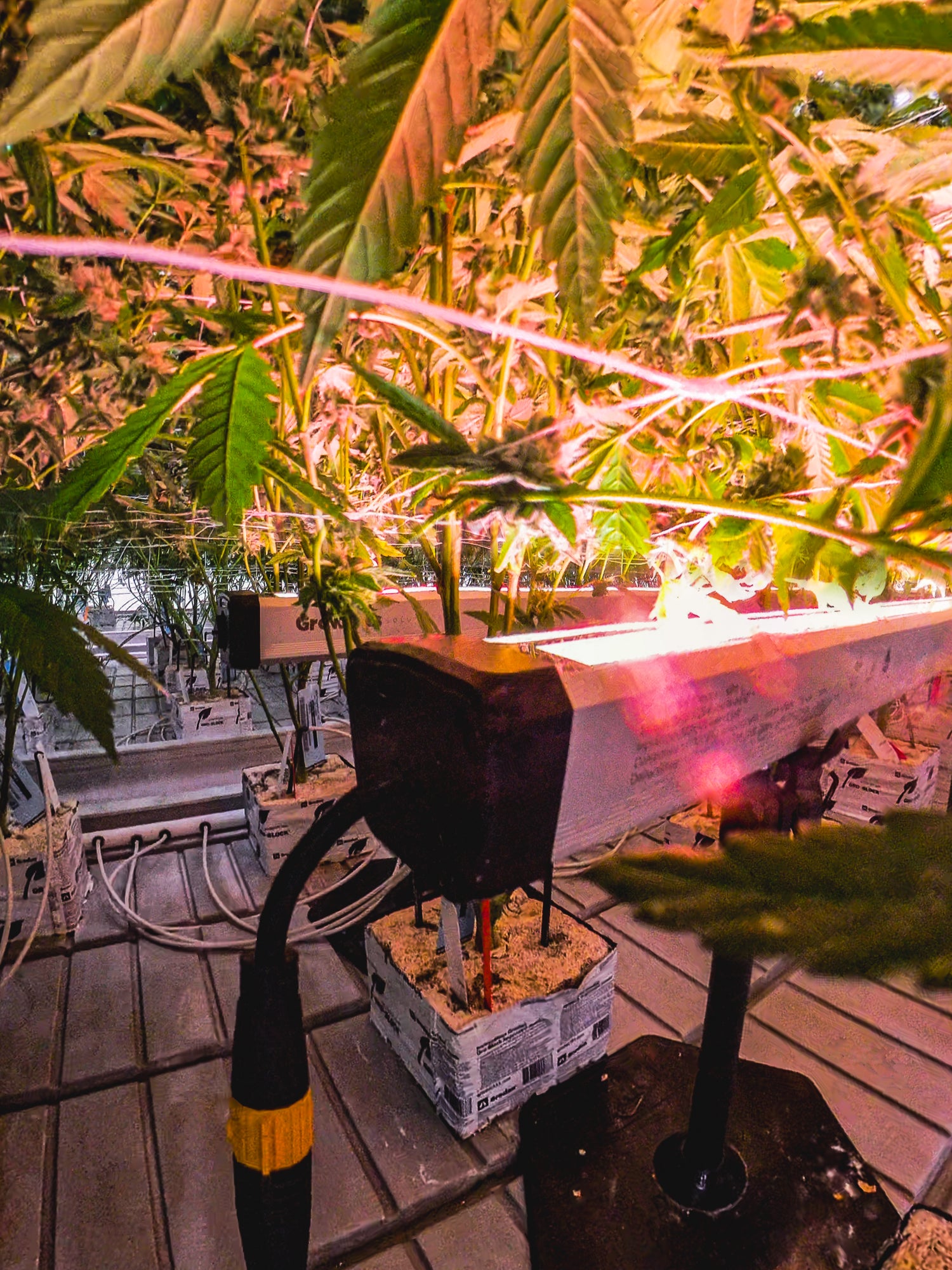 Under Canopy Lights