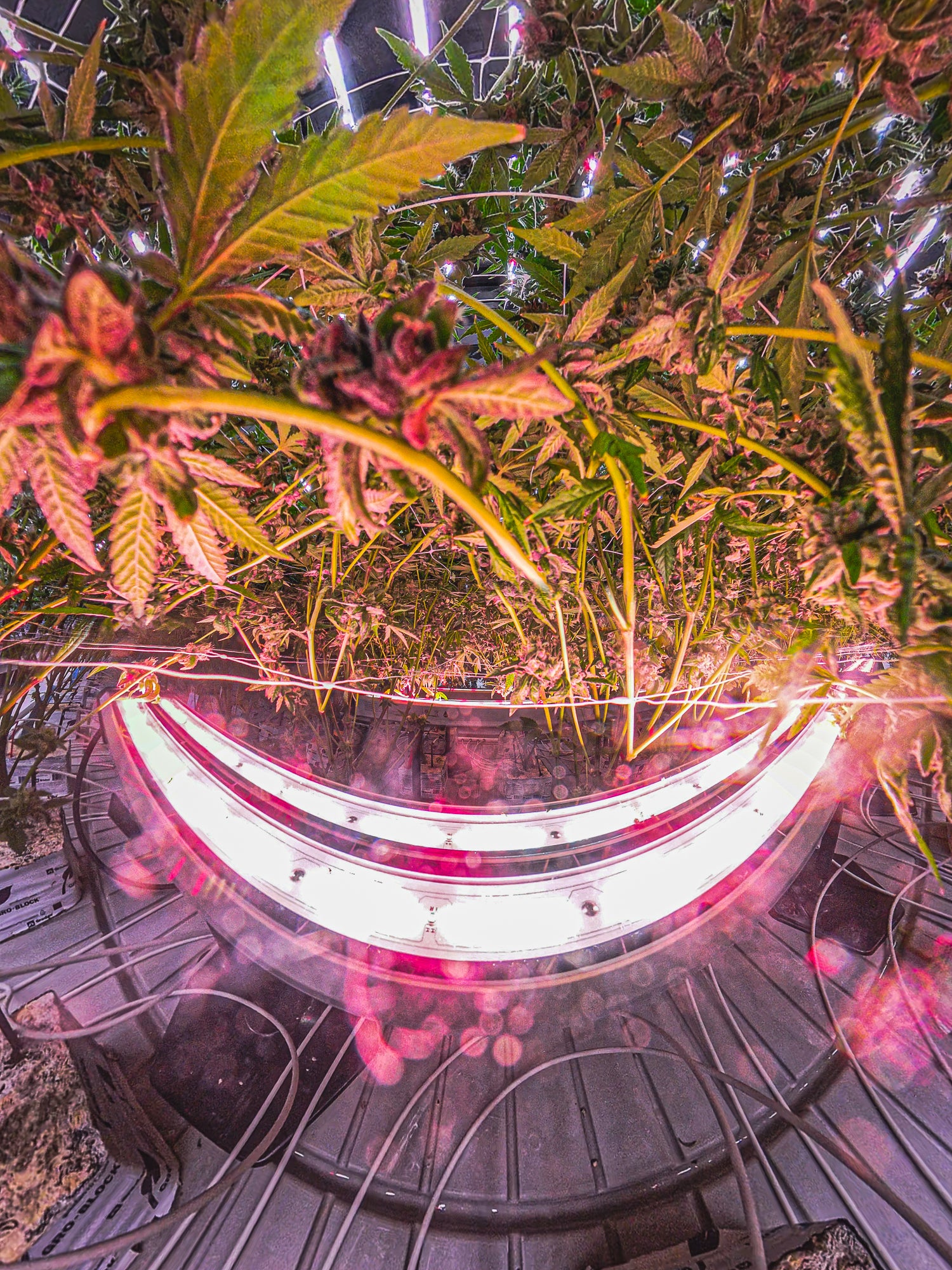Under Canopy Light