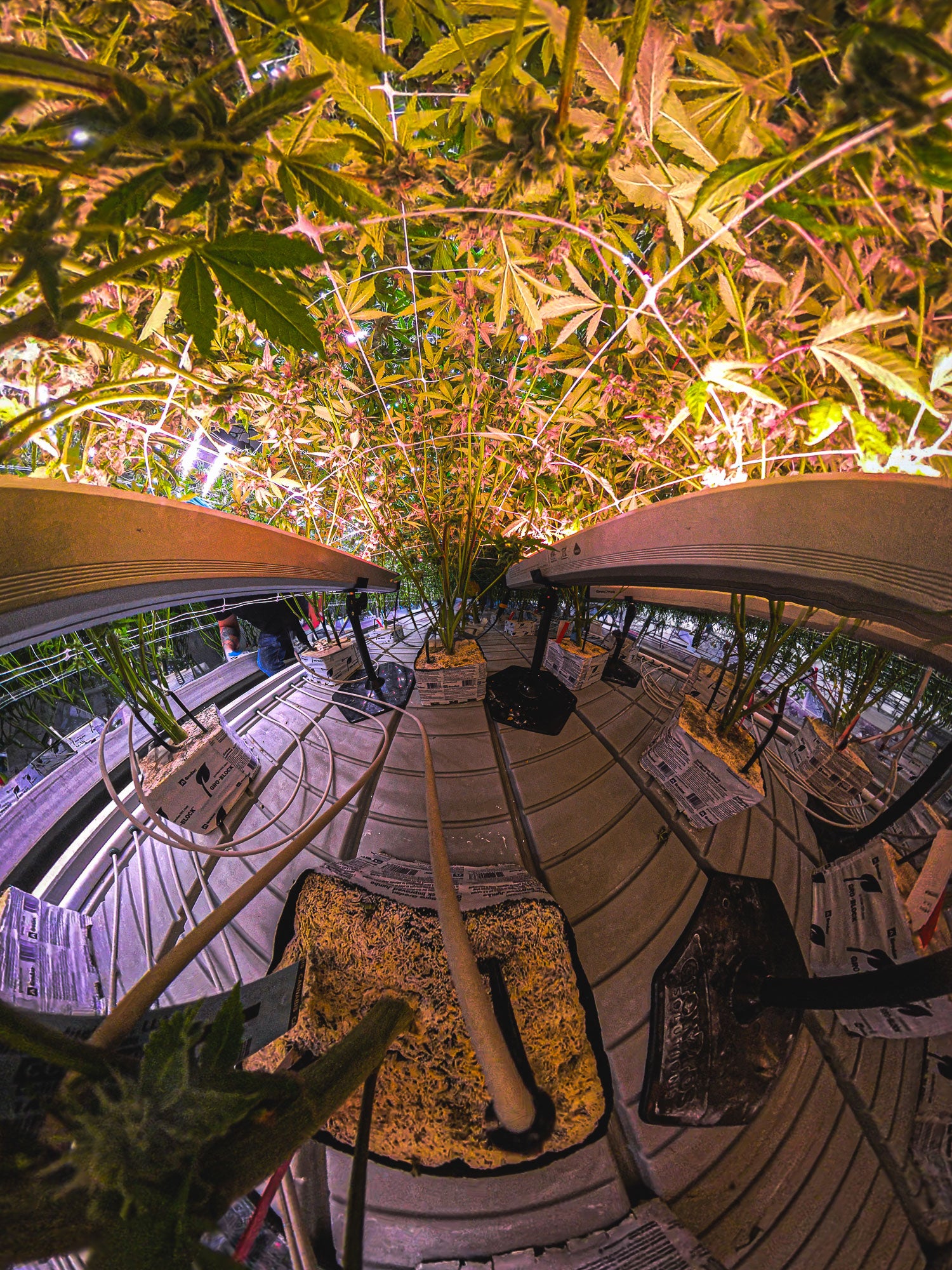 Under Canopy Light
