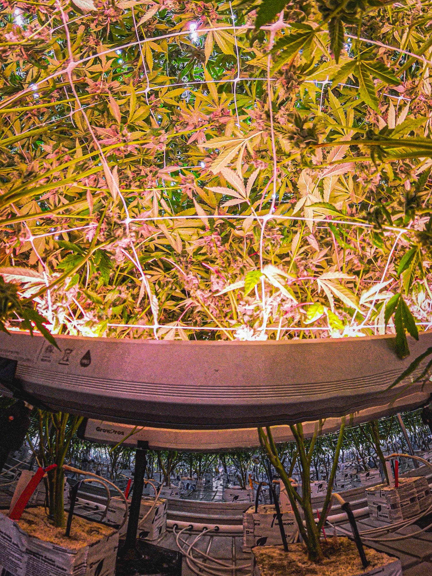 Under Canopy Light