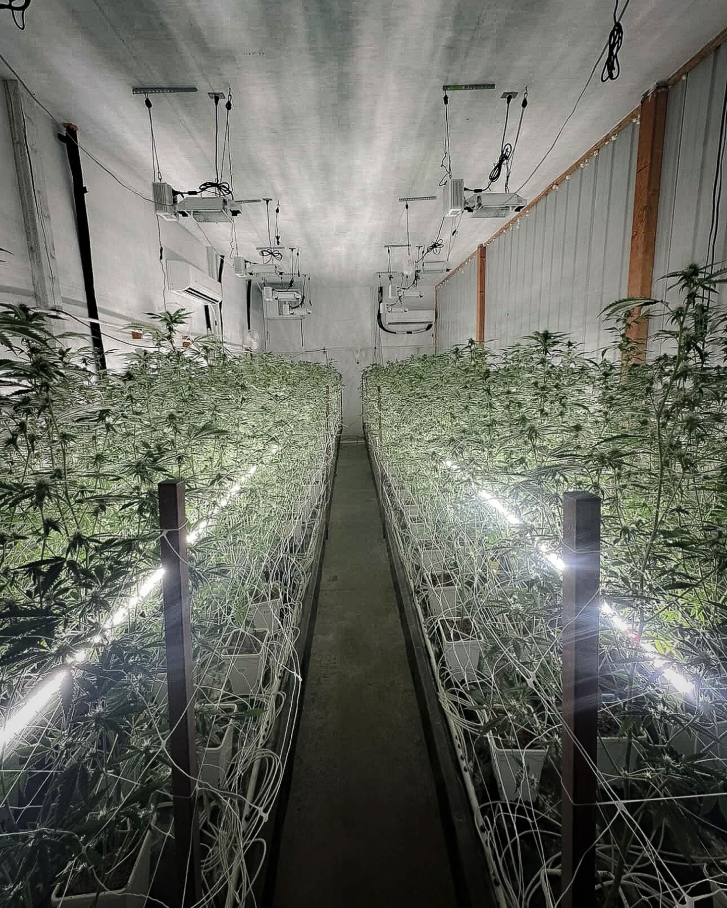 Under Canopy Grow Lights