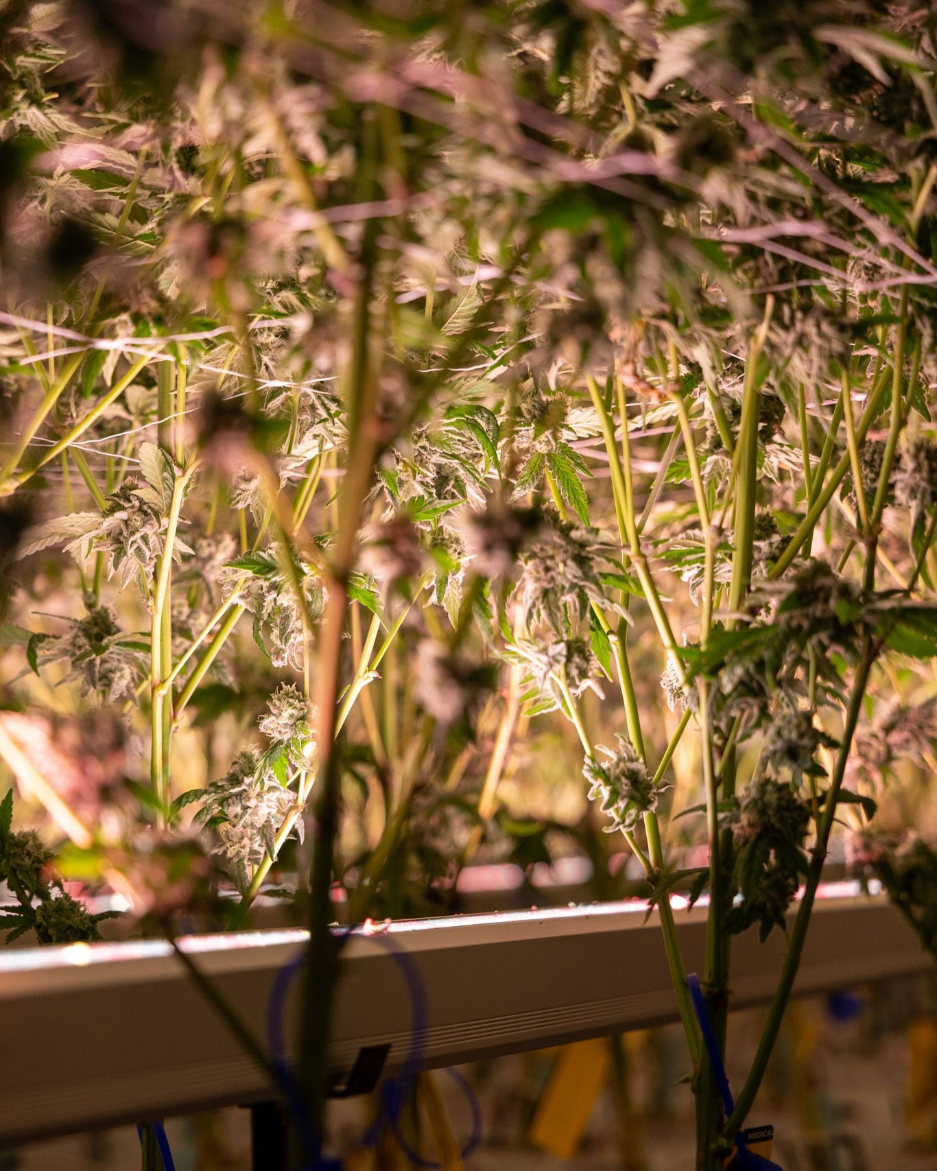 Under Canopy Grow Light