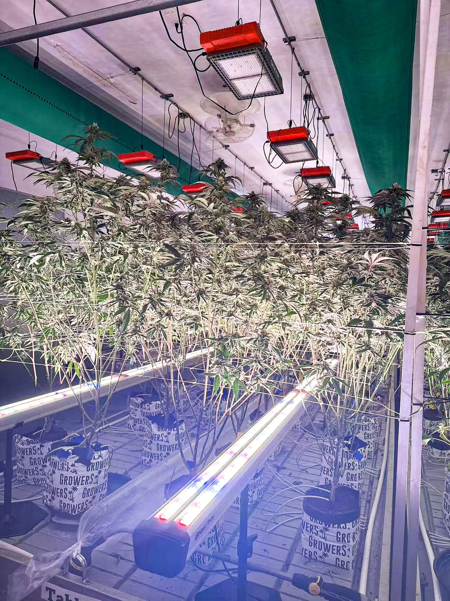 Under Canopy Grow Light