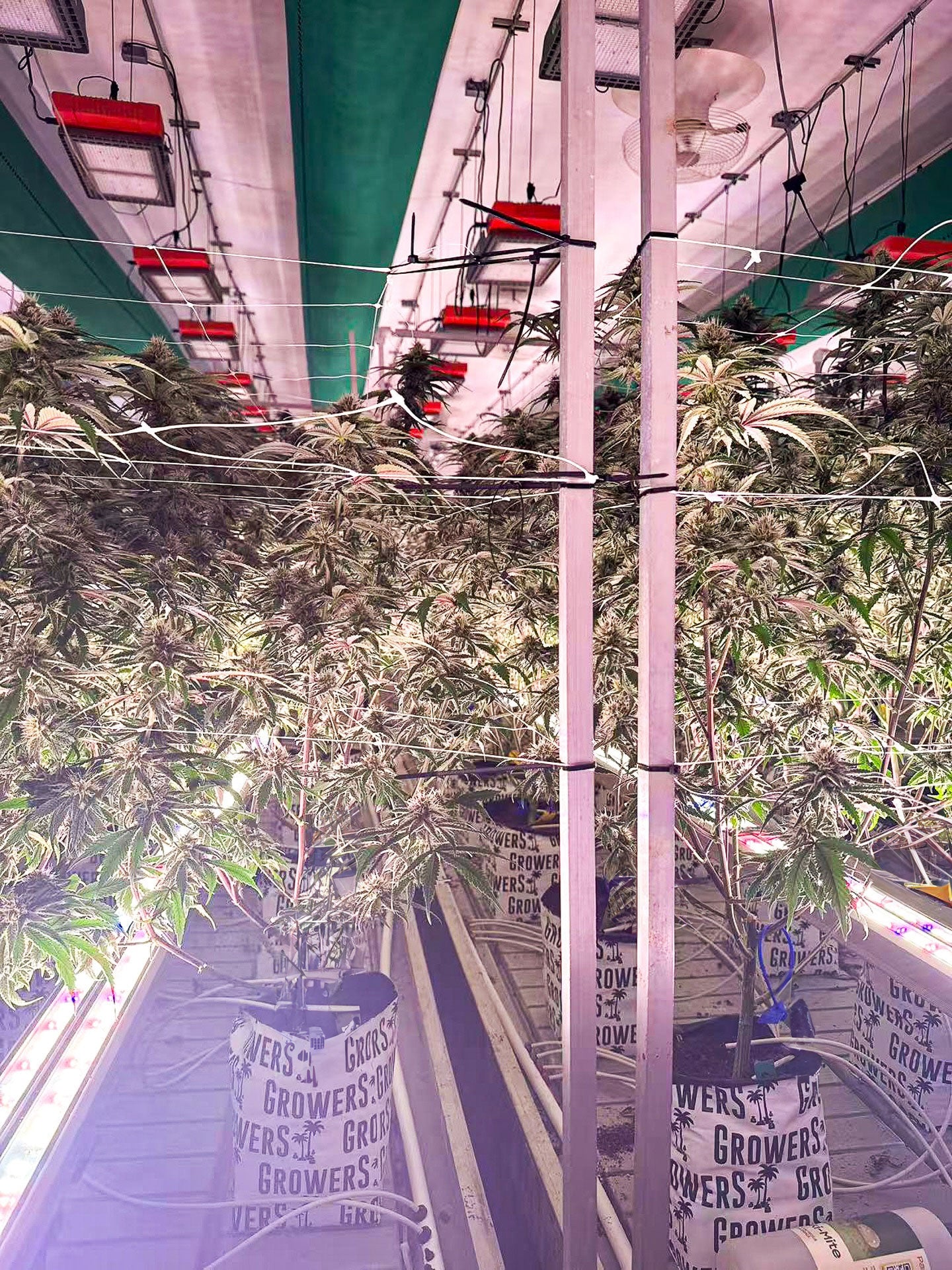 Under Canopy Grow Light