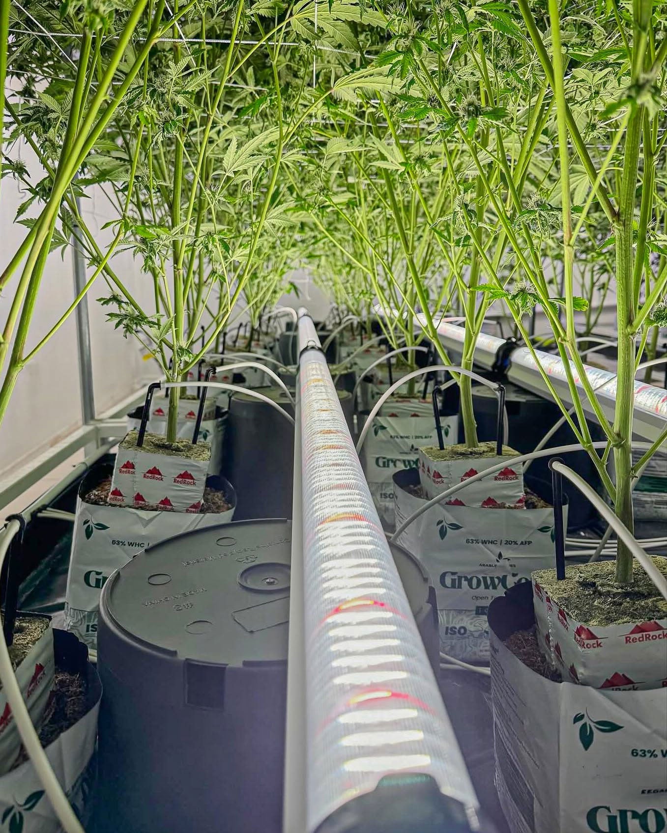 Under Canopy Grow Light