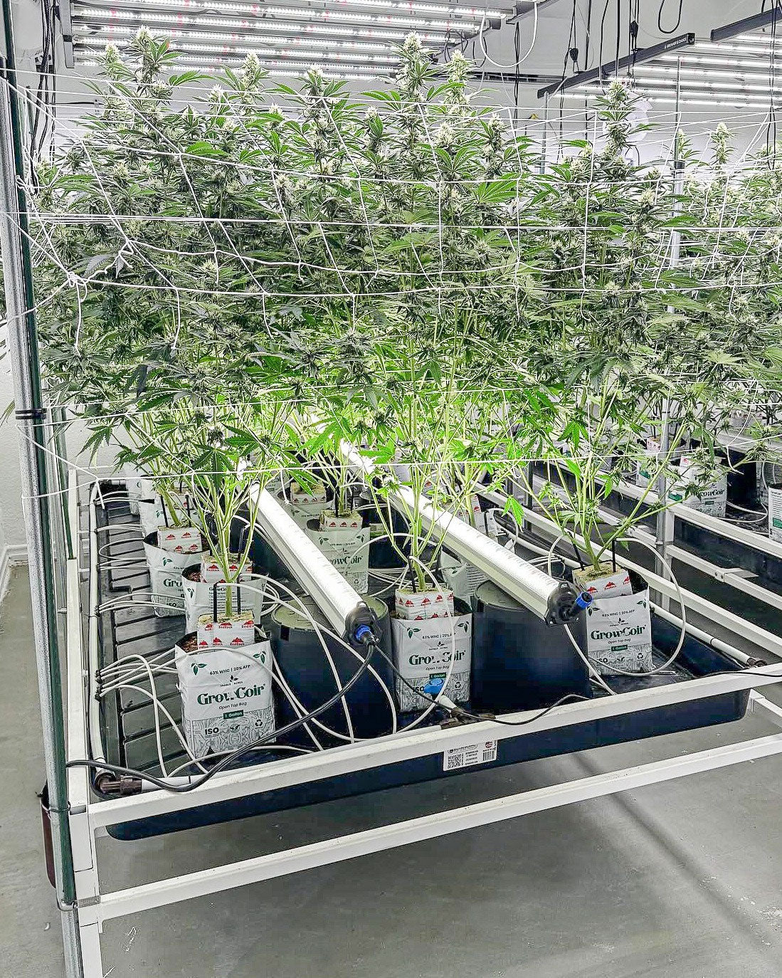Under Canopy Grow Light