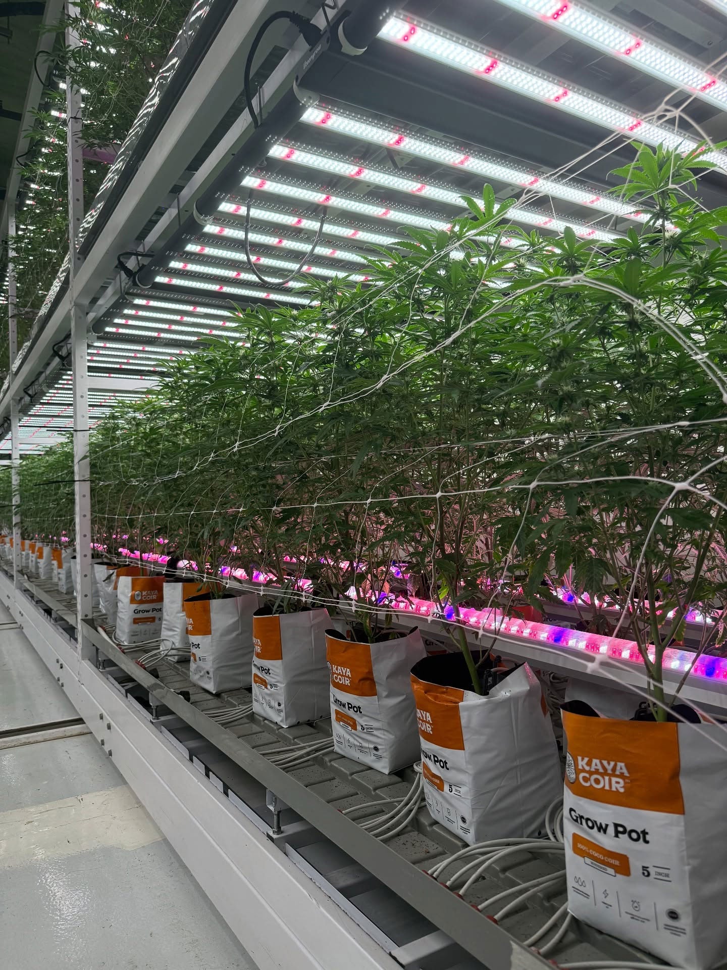 LED Grow Lights