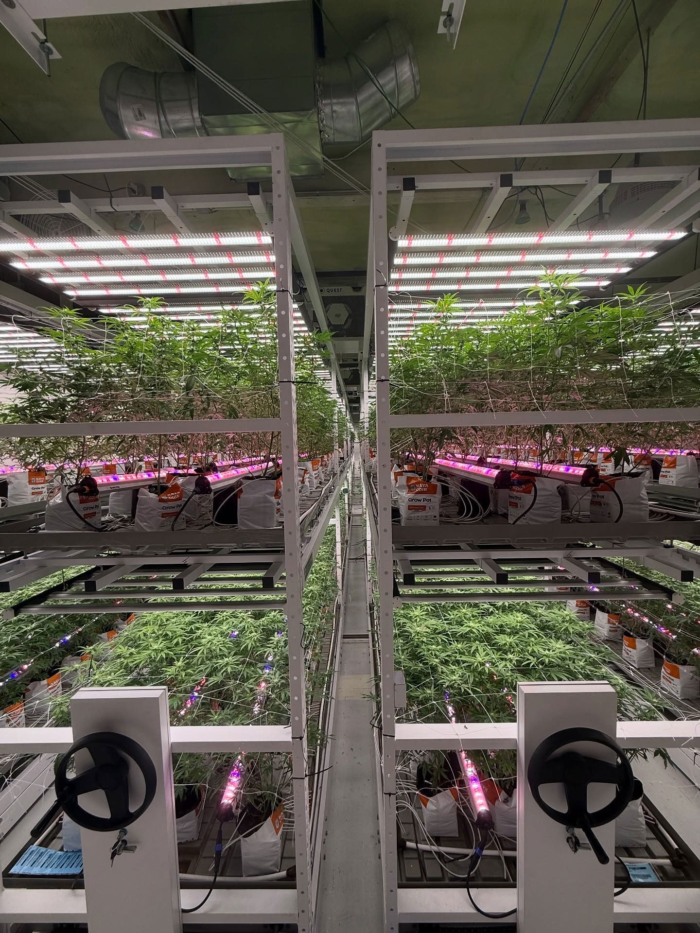 LED Grow Light