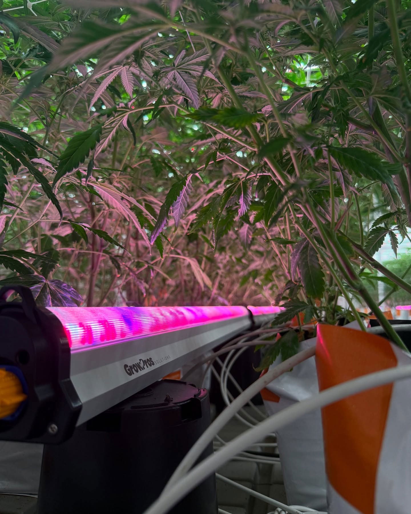 Under Canopy Grow Light