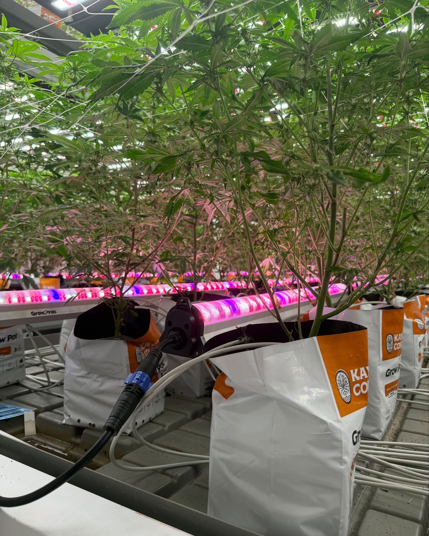 Under Canopy Grow Light